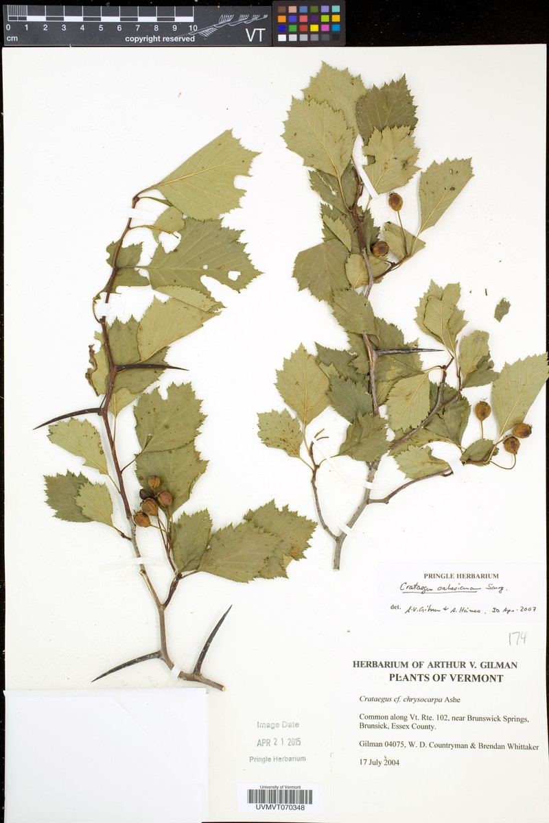 Crataegus oakesiana photo 4
