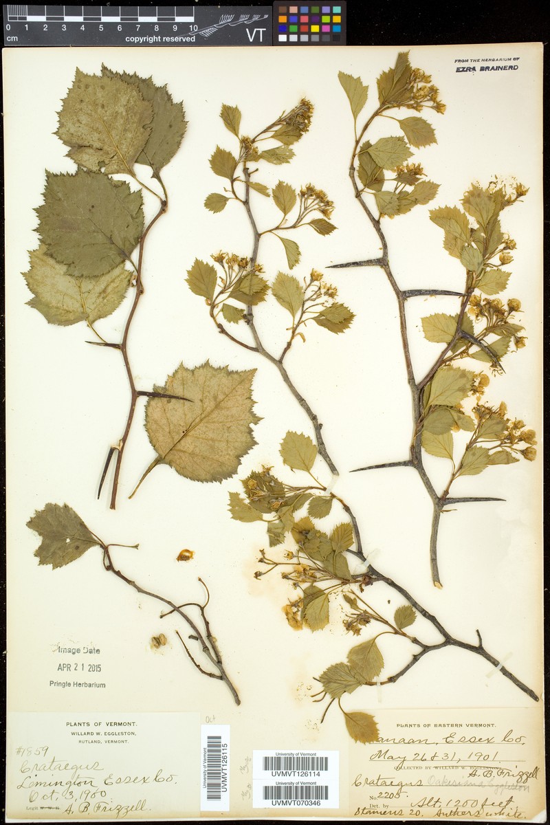 Crataegus oakesiana photo 5