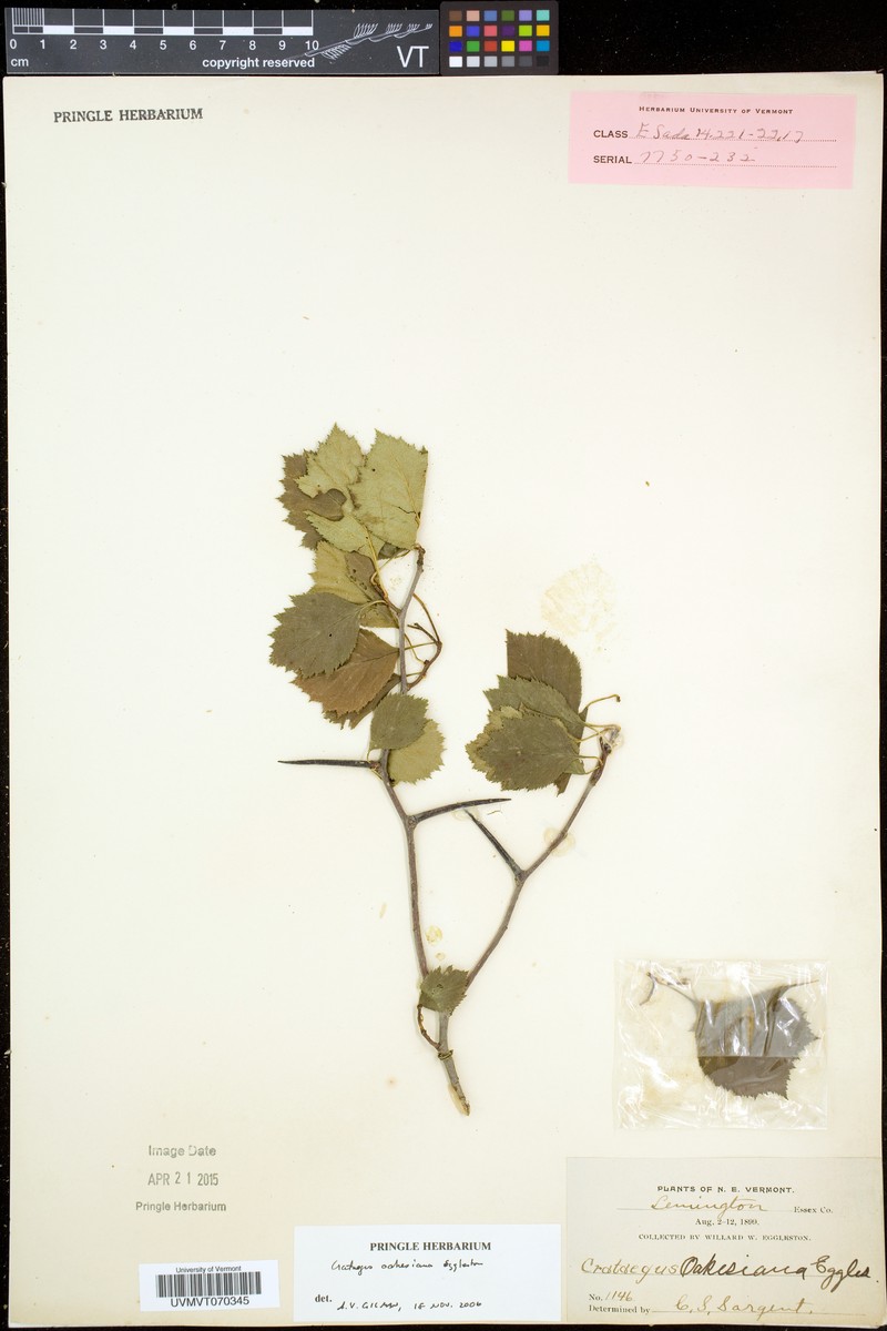 Crataegus oakesiana photo 6
