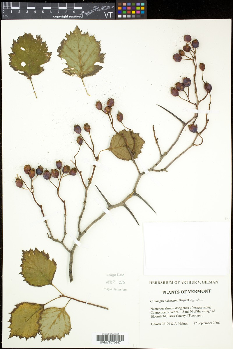 Crataegus oakesiana photo 7