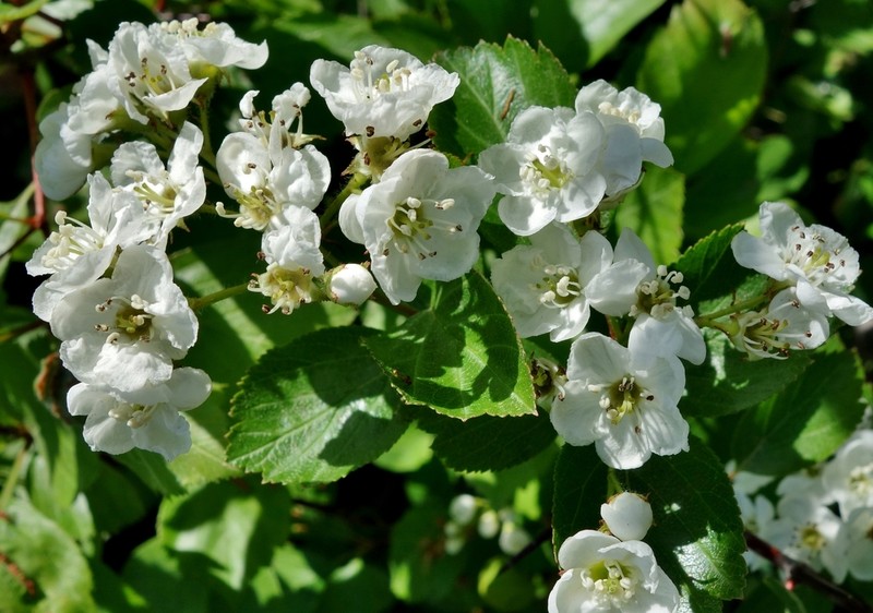 Okanagan Valley Hawthorn photo 2