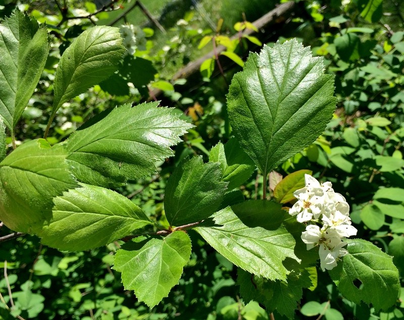 Okanagan Valley Hawthorn photo 3
