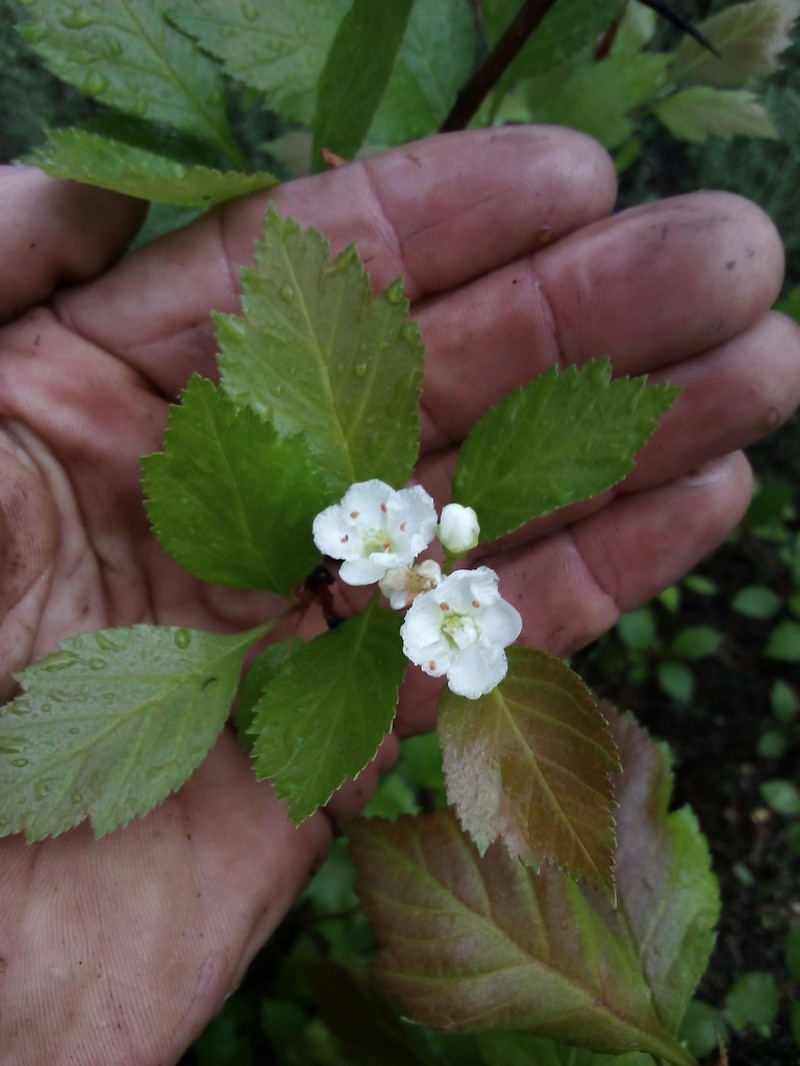 Okanagan Valley Hawthorn photo 5