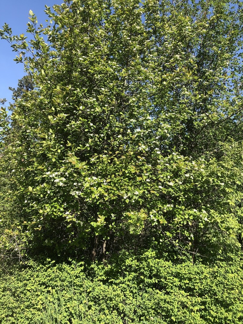 Okanagan Valley Hawthorn photo 6