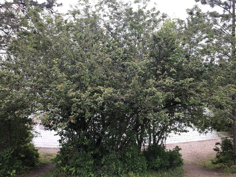 Okanagan Valley Hawthorn photo 7