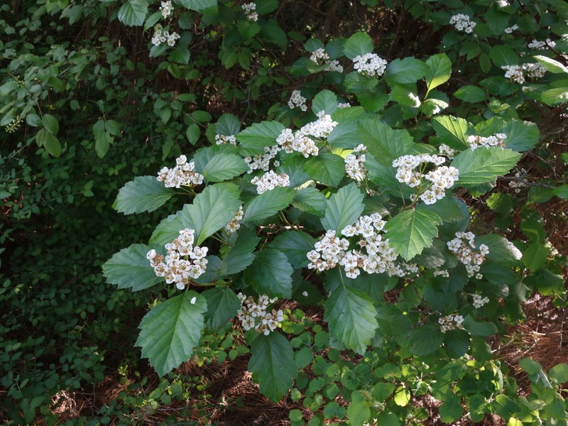 Okanagan Valley Hawthorn photo 8