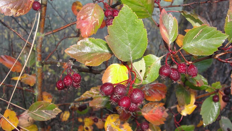 Okanagan Valley Hawthorn