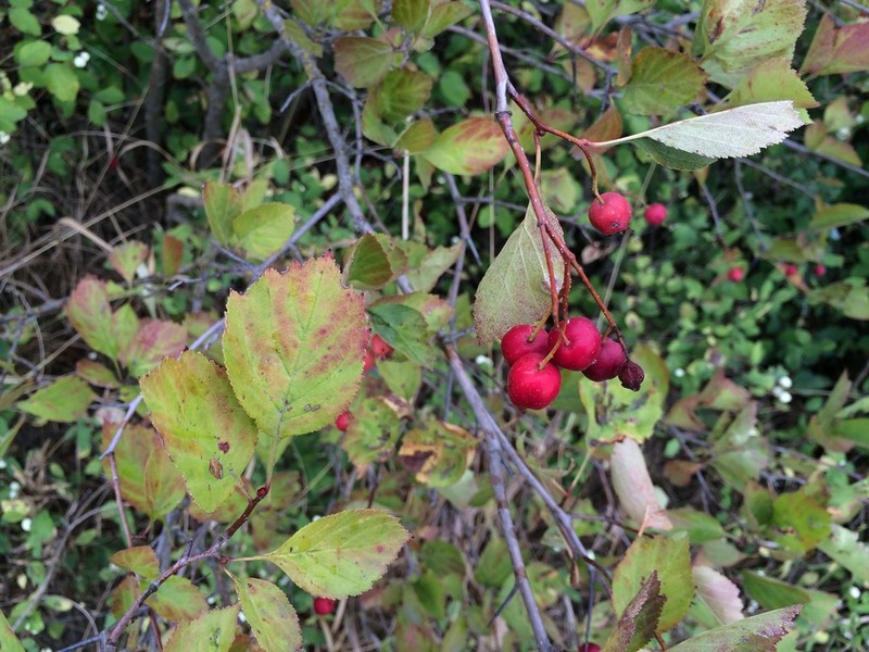 Okanagan Valley Hawthorn photo 2