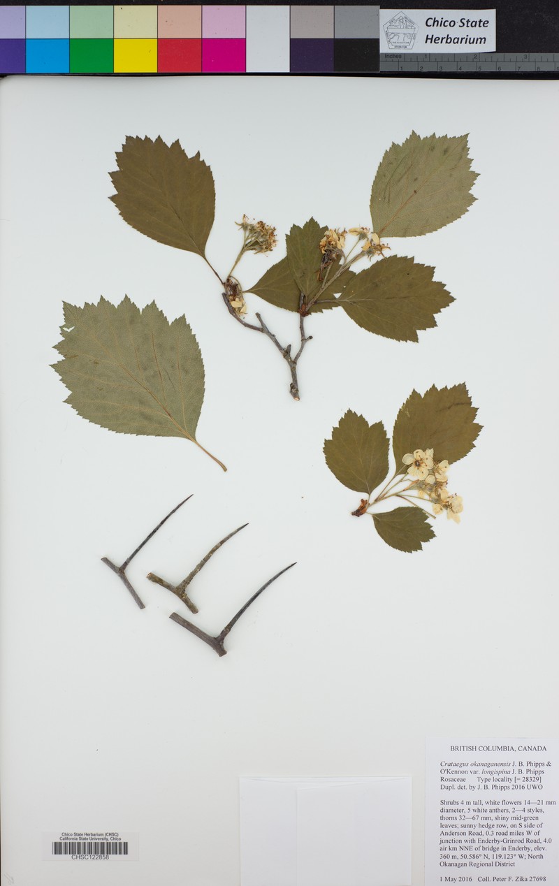 Crataegus okanaganensis var. longispina