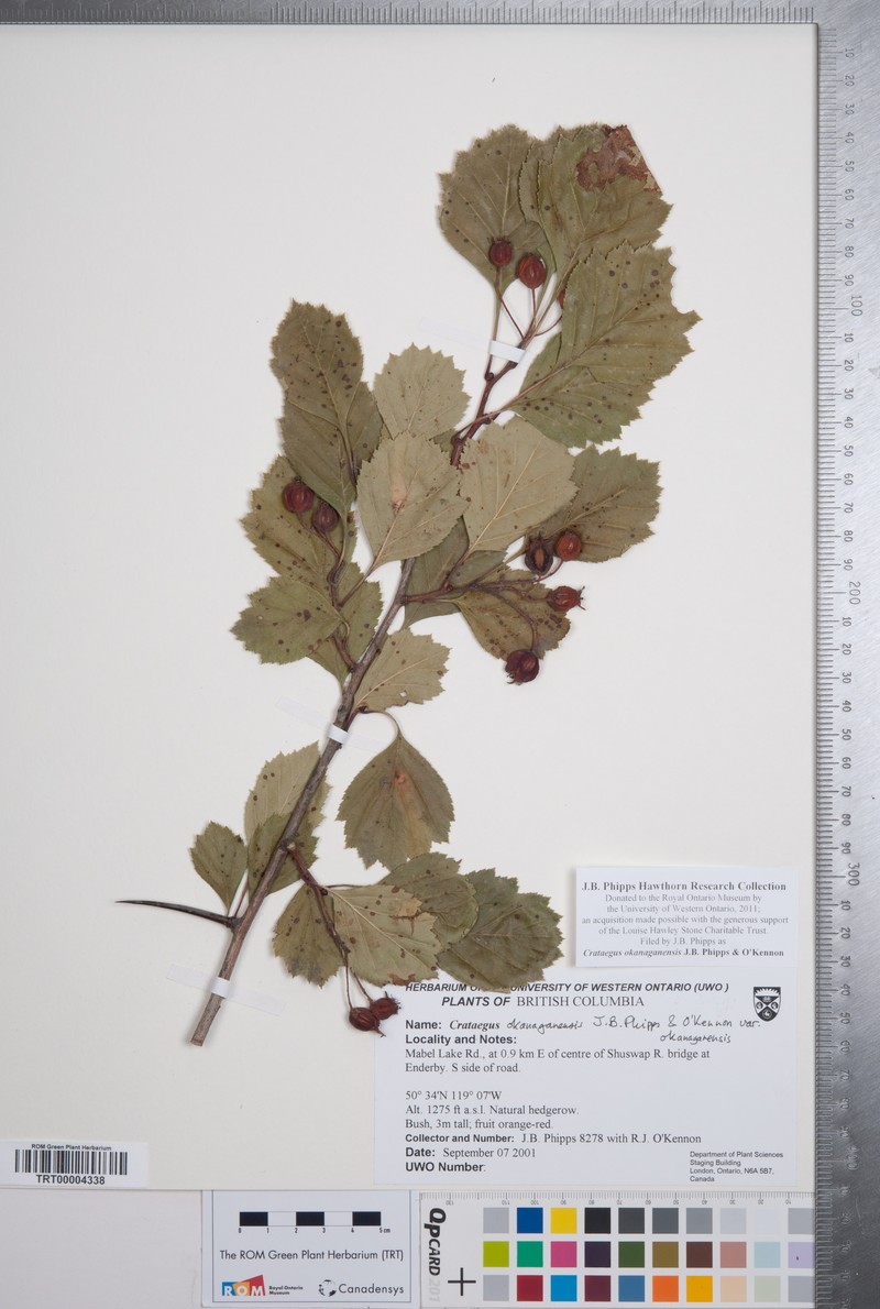 Crataegus okanaganensis var. okanaganensis