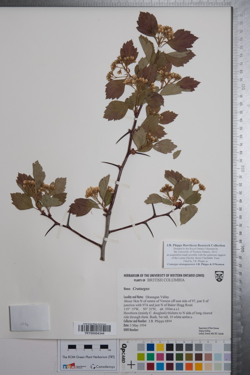 Crataegus okanaganensis var. okanaganensis photo 2