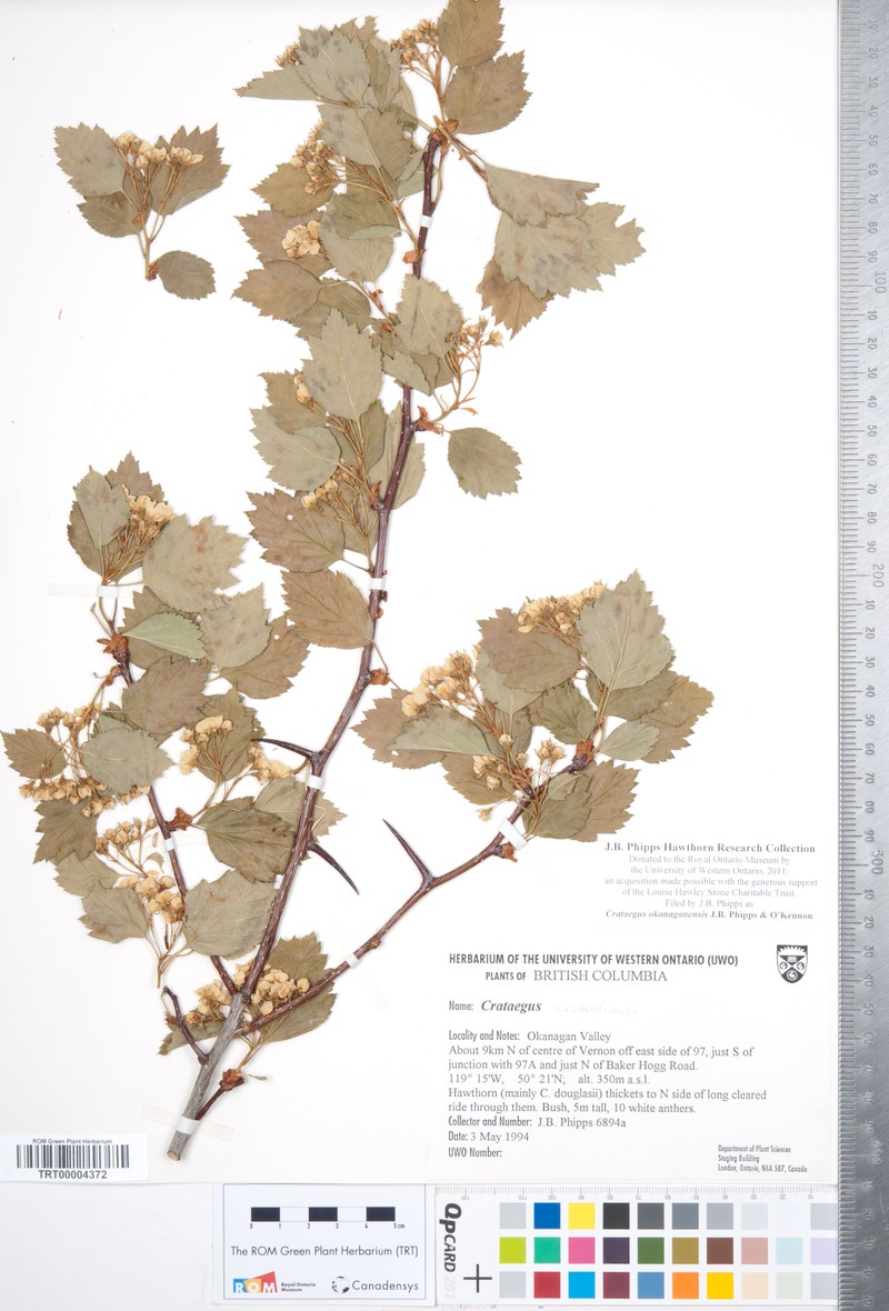 Crataegus okanaganensis var. okanaganensis photo 3