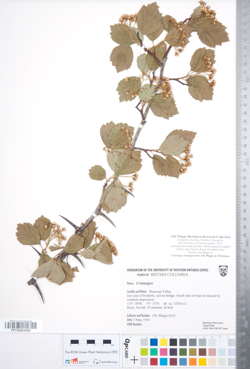 Crataegus okanaganensis var. okanaganensis photo 4