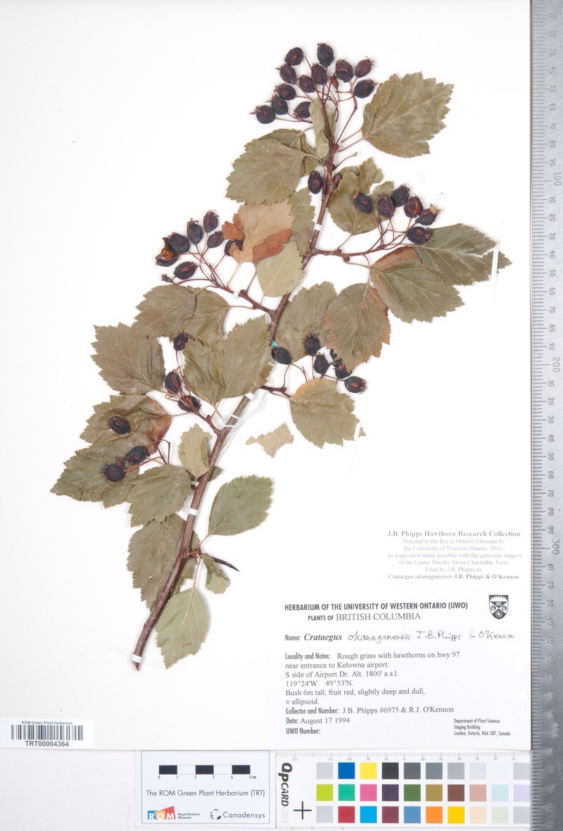 Crataegus okanaganensis var. okanaganensis photo 5