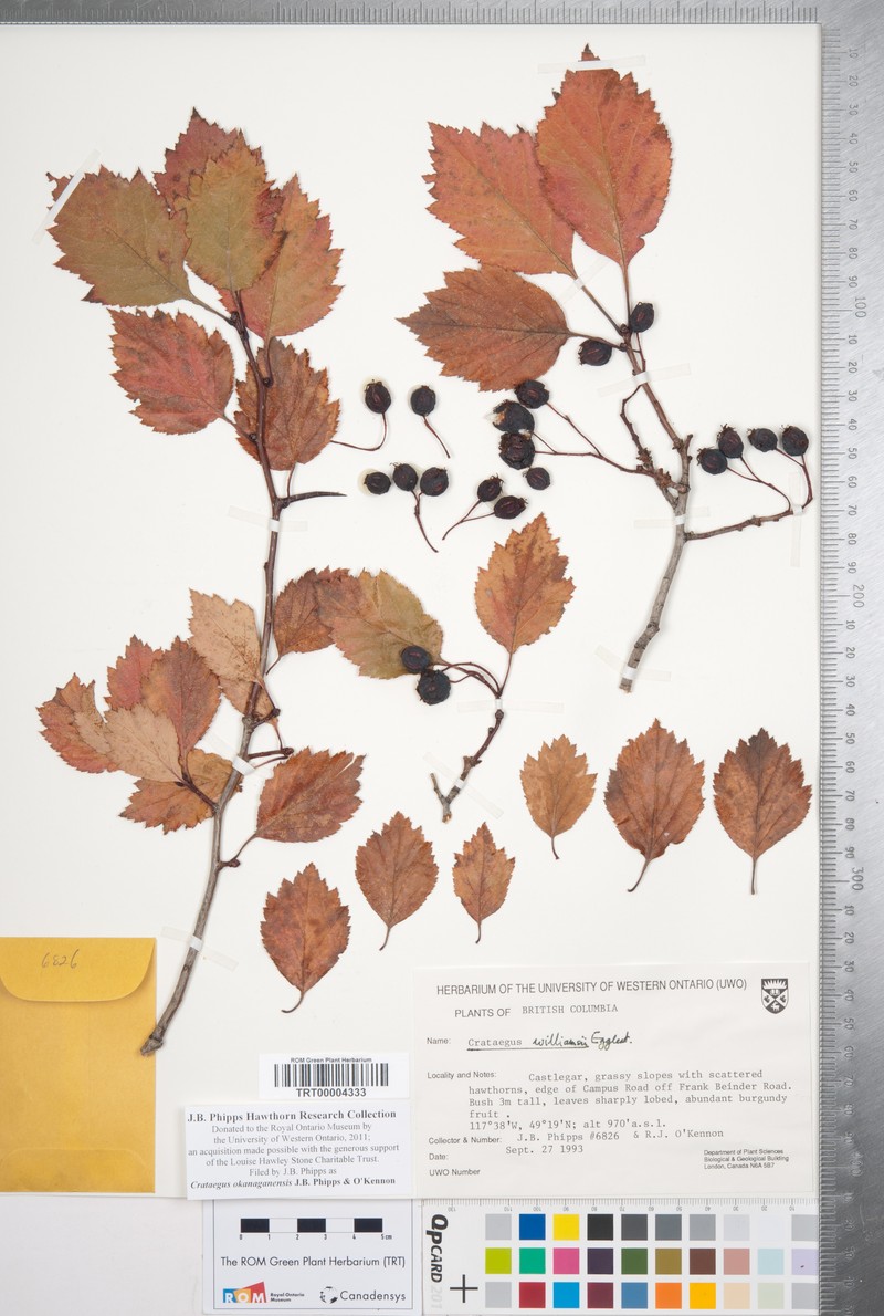 Crataegus okanaganensis var. okanaganensis photo 6