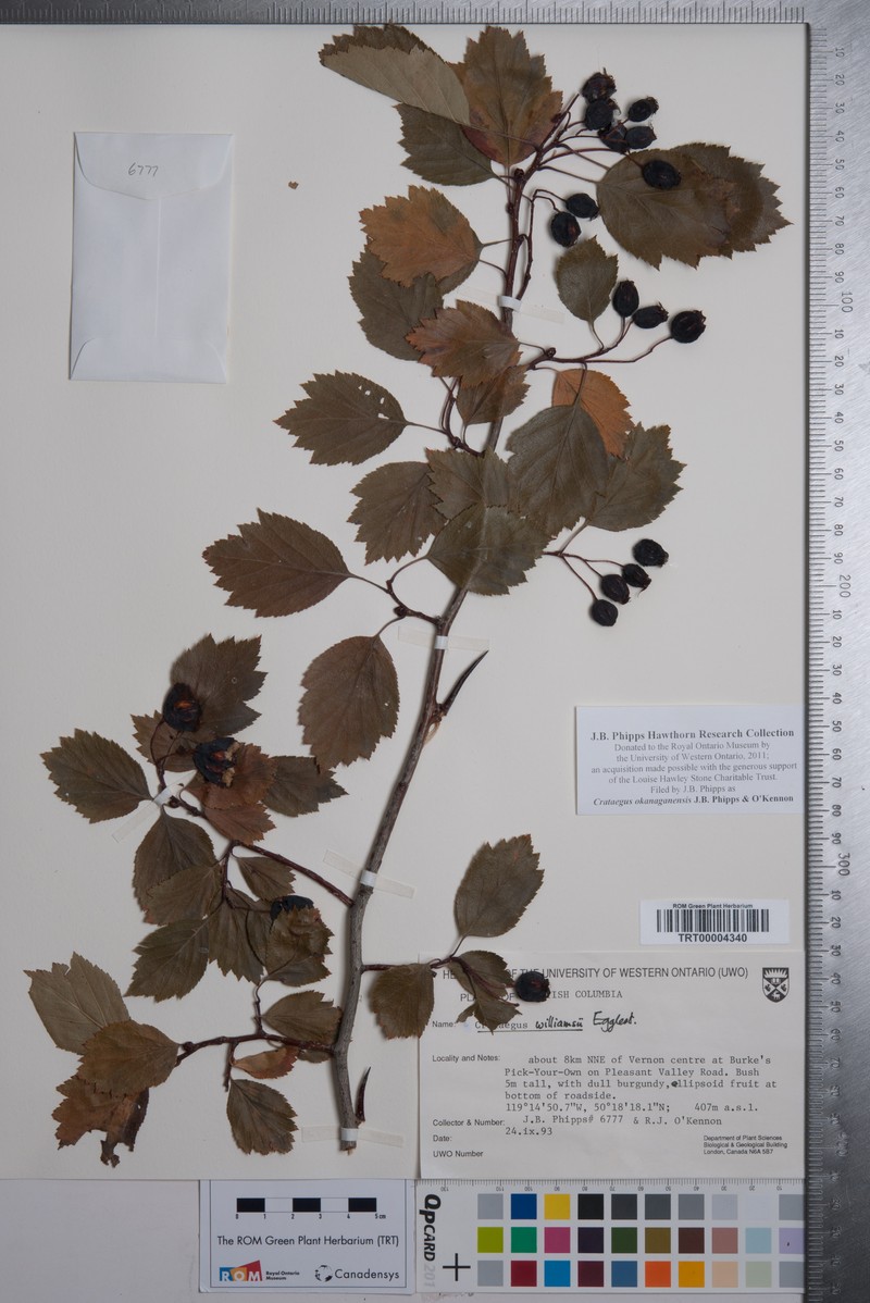 Crataegus okanaganensis var. okanaganensis photo 7