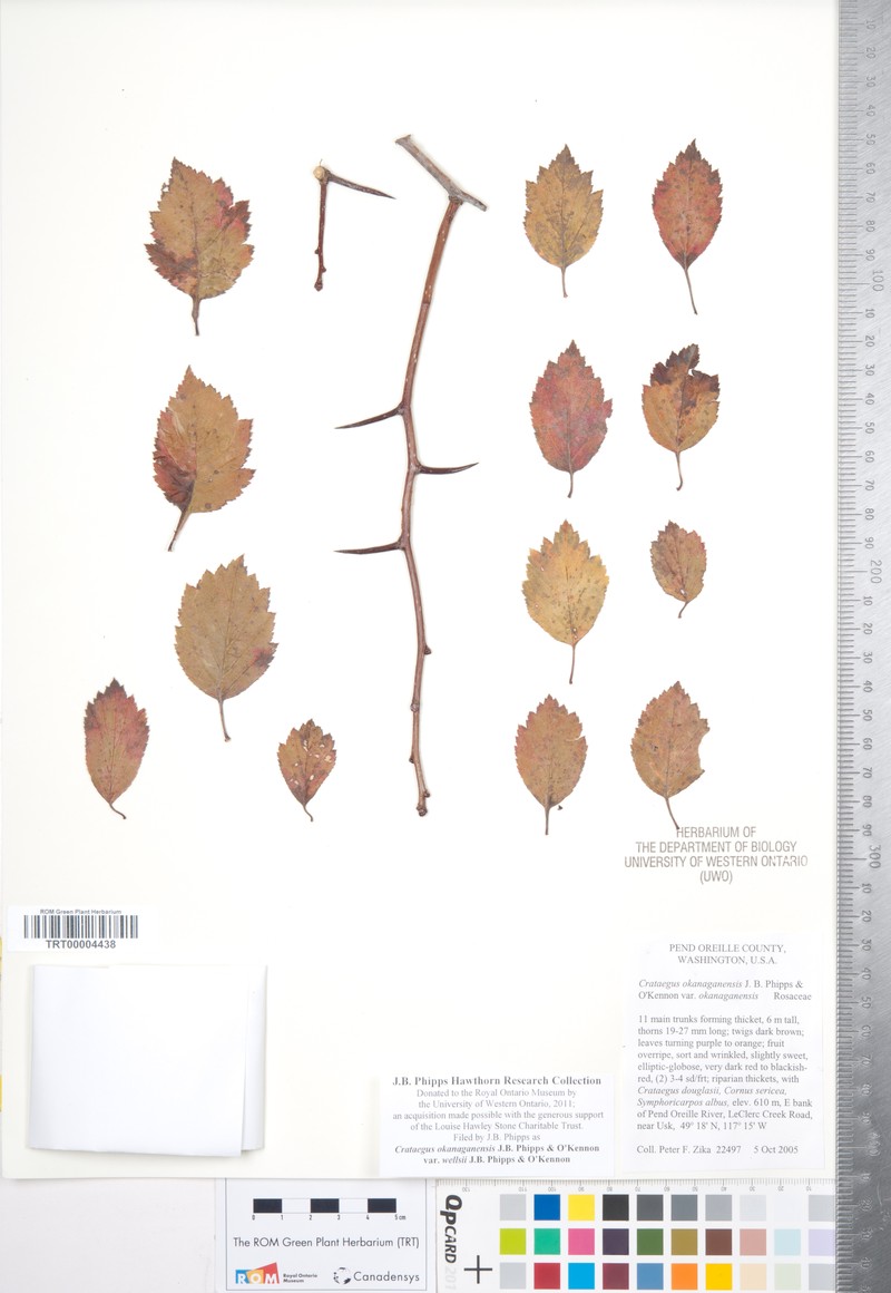 Crataegus okanaganensis var. wellsii