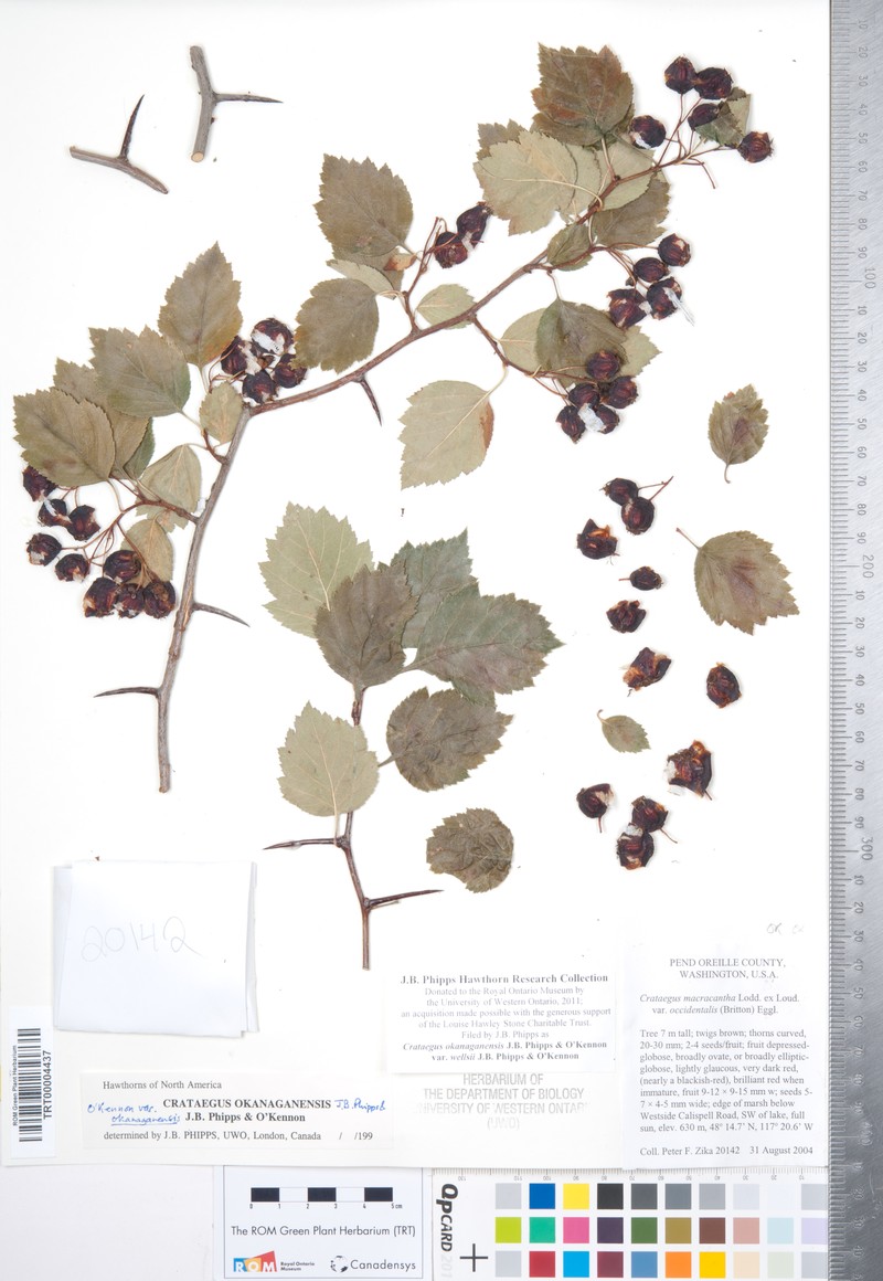 Crataegus okanaganensis var. wellsii photo 2