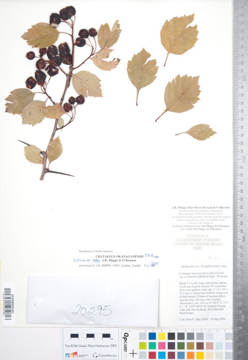 Crataegus okanaganensis var. wellsii photo 3