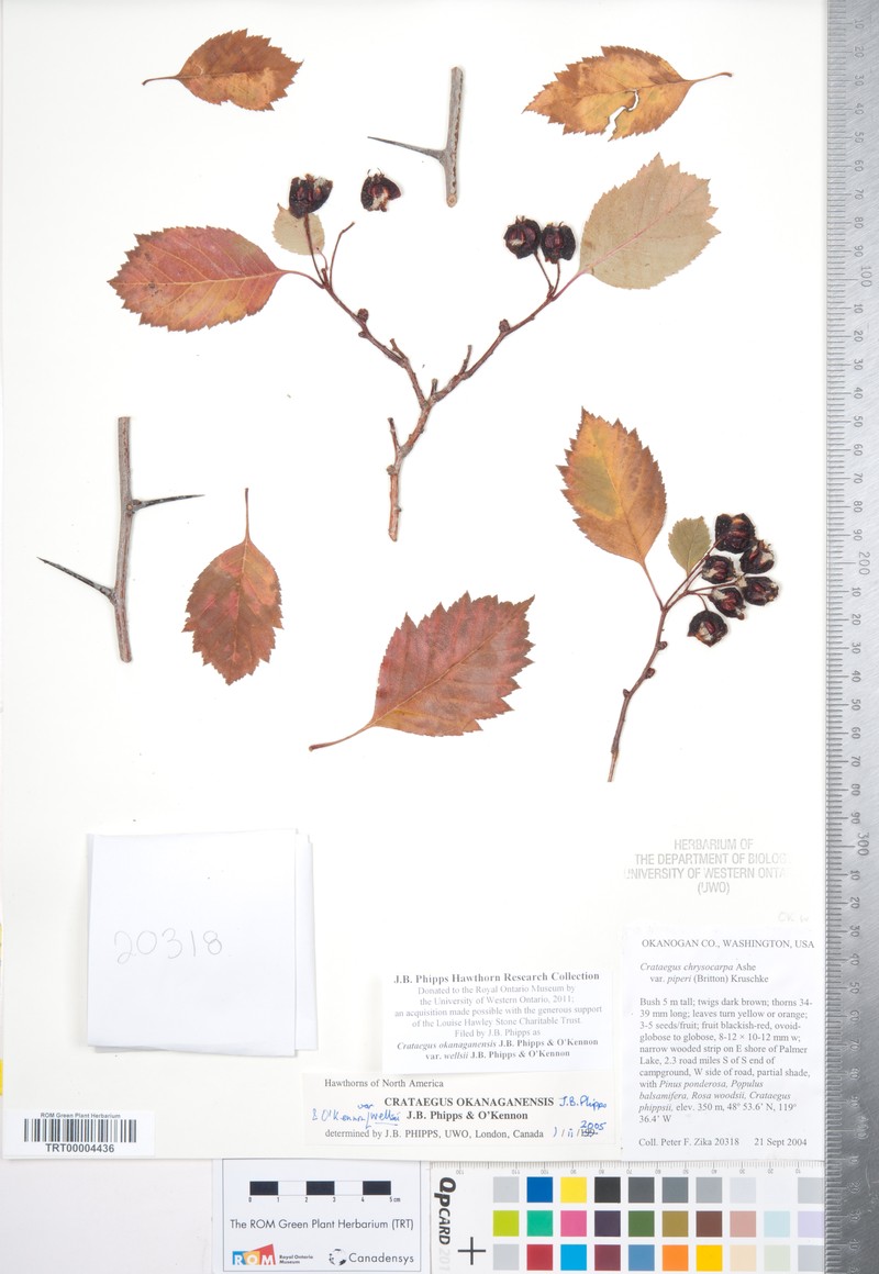 Crataegus okanaganensis var. wellsii photo 4