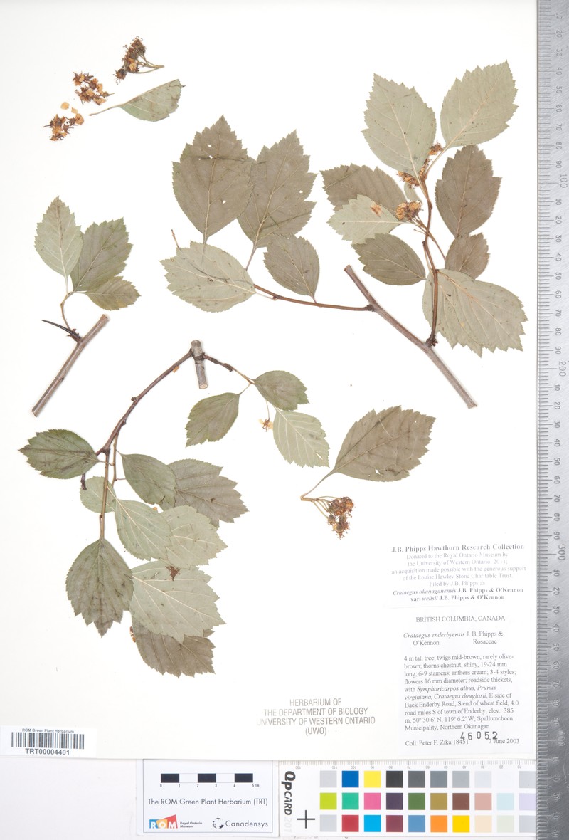 Crataegus okanaganensis var. wellsii photo 5