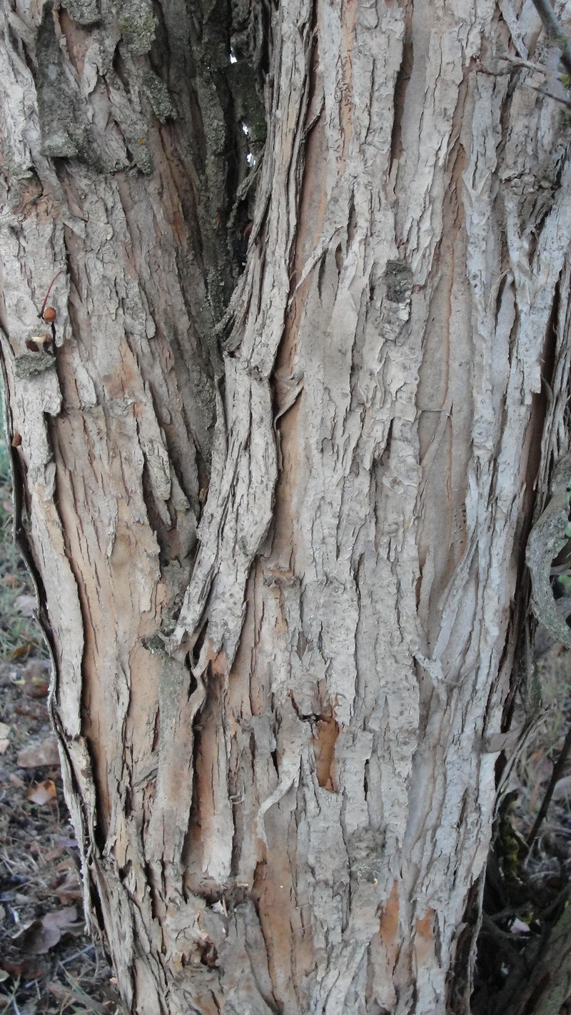 O'Kennon's Hawthorn photo 2