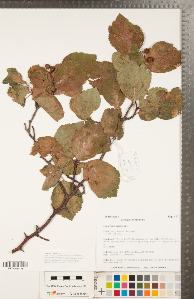 O'Kennon's Hawthorn photo 4