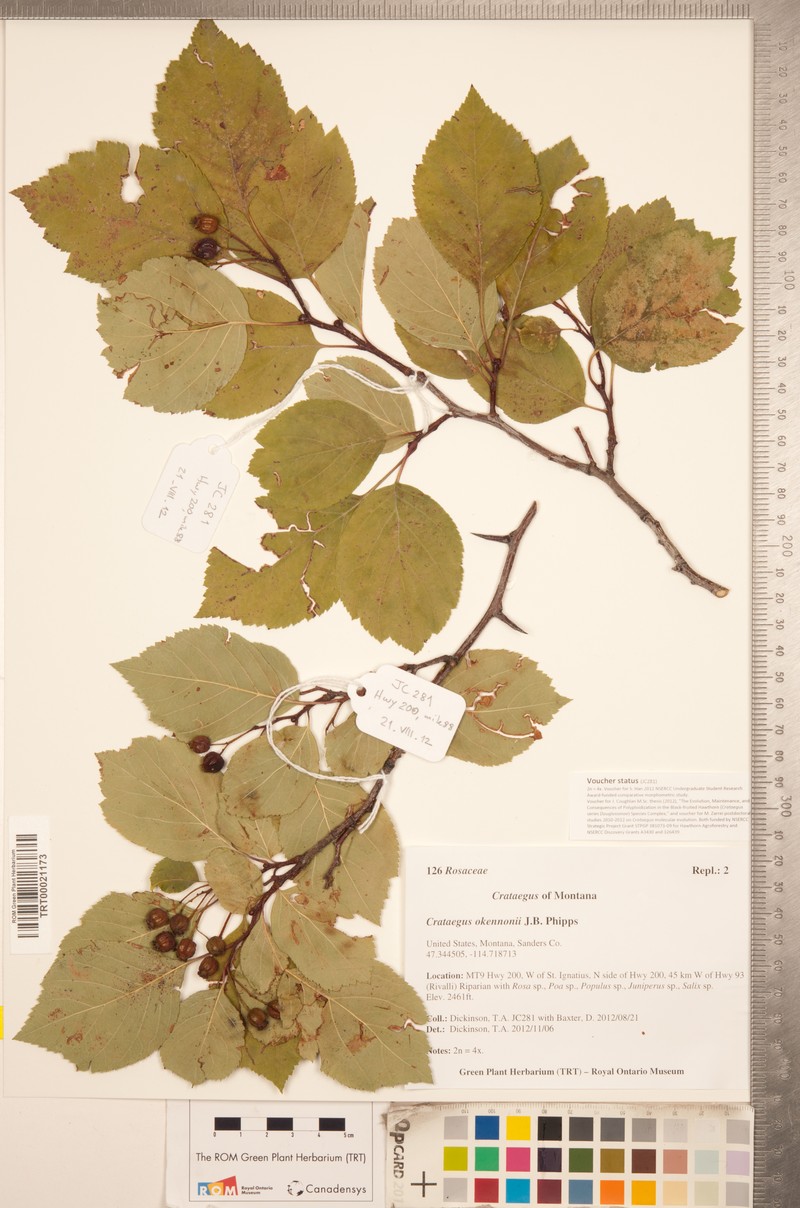 O'Kennon's Hawthorn photo 5