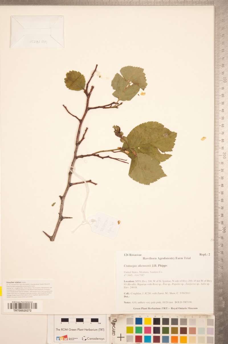 O'Kennon's Hawthorn photo 6