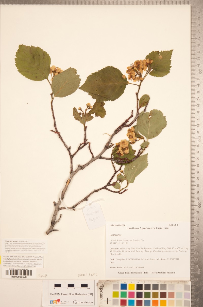 O'Kennon's Hawthorn photo 7