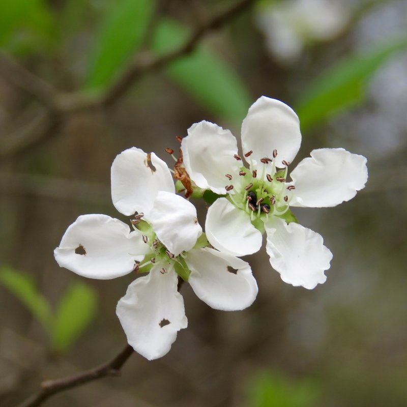 Western Mayhaw