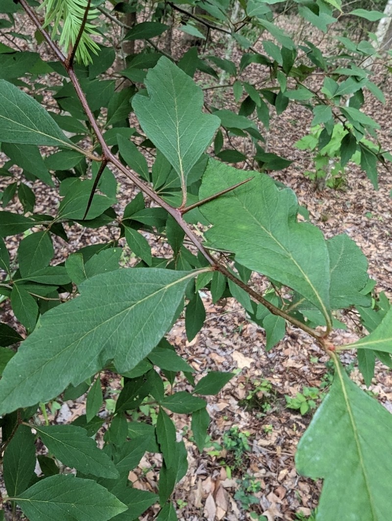 Western Mayhaw