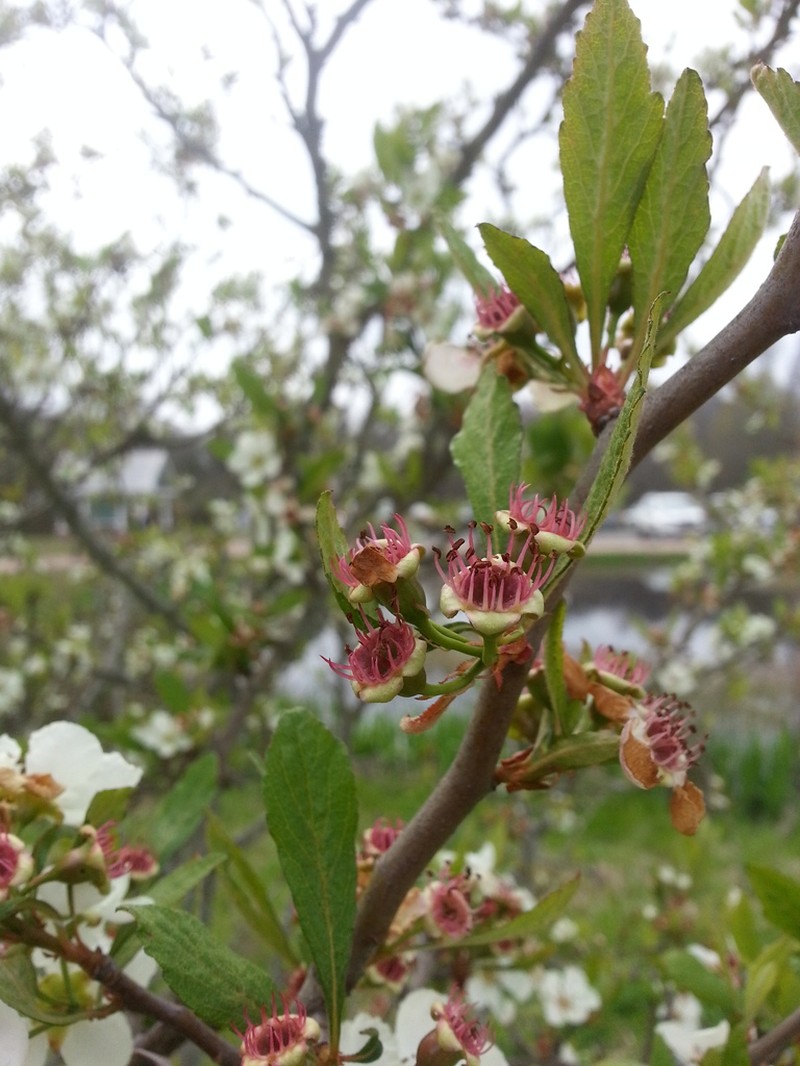 Western Mayhaw photo 2