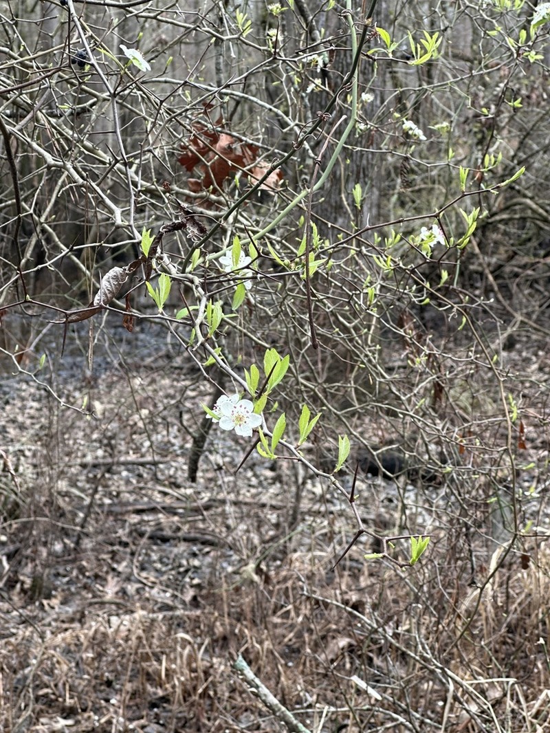 Western Mayhaw photo 3