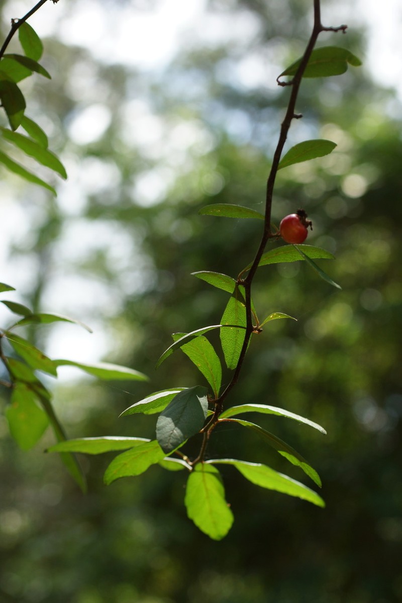Western Mayhaw photo 4