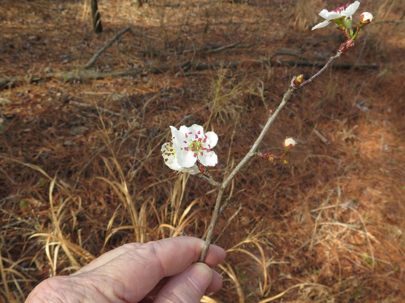 Western Mayhaw photo 5