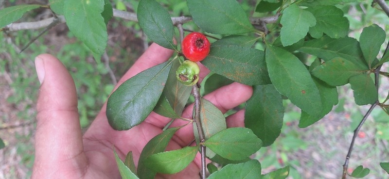 Western Mayhaw photo 6