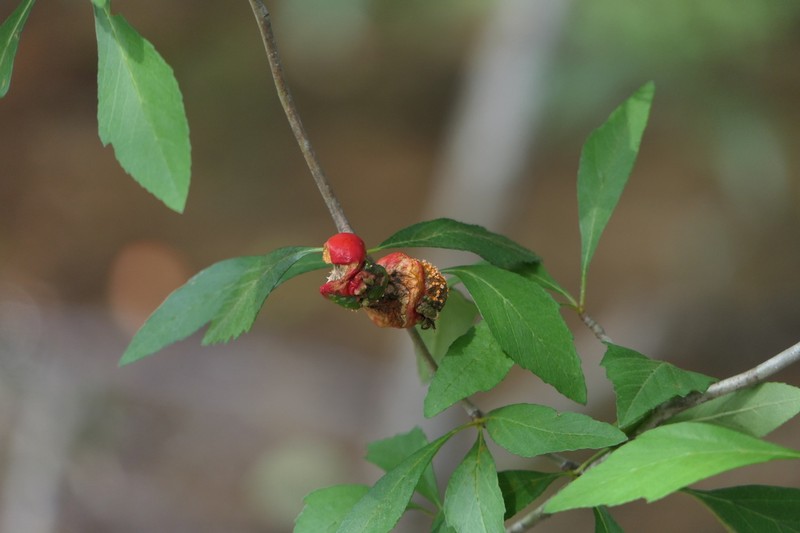 Western Mayhaw photo 7
