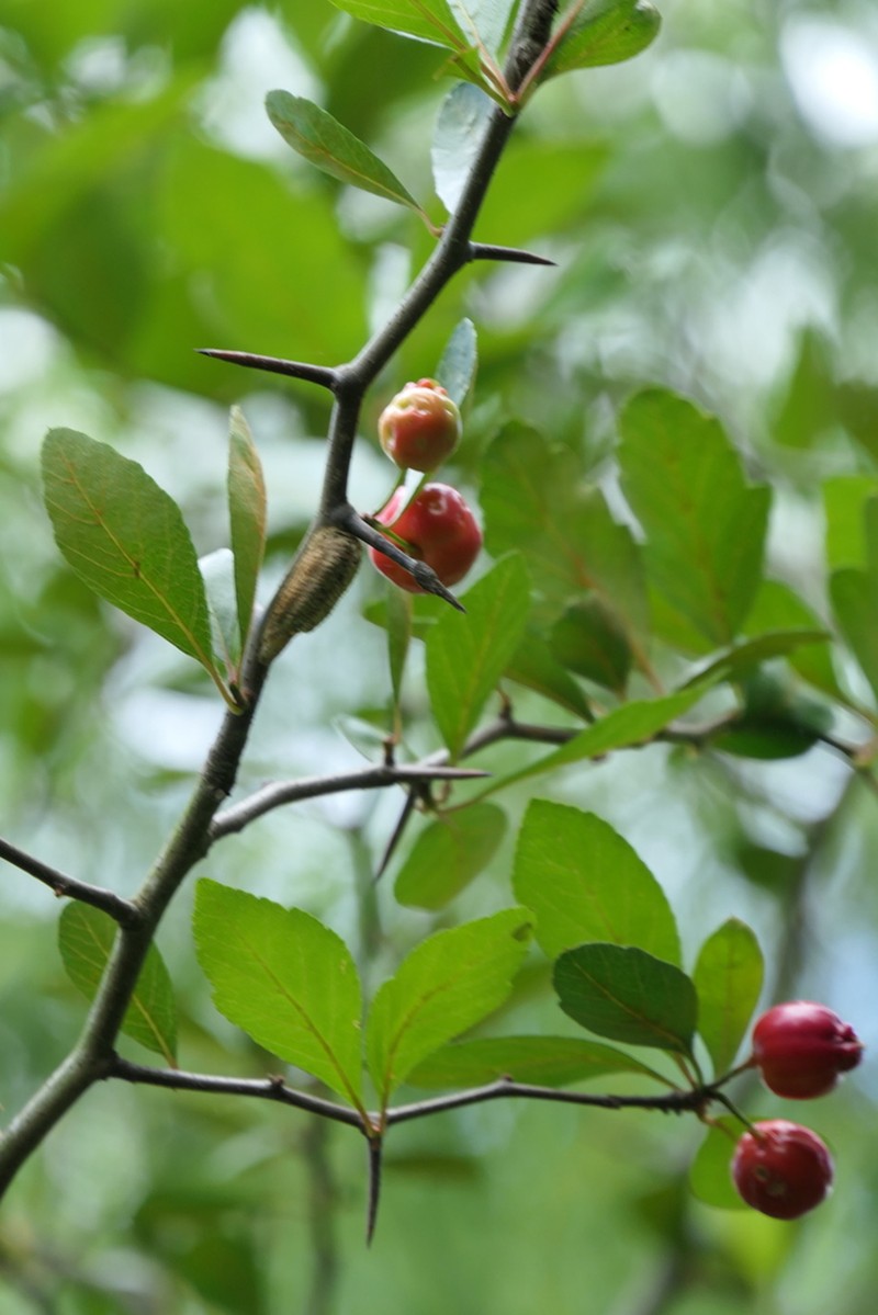 Western Mayhaw photo 8
