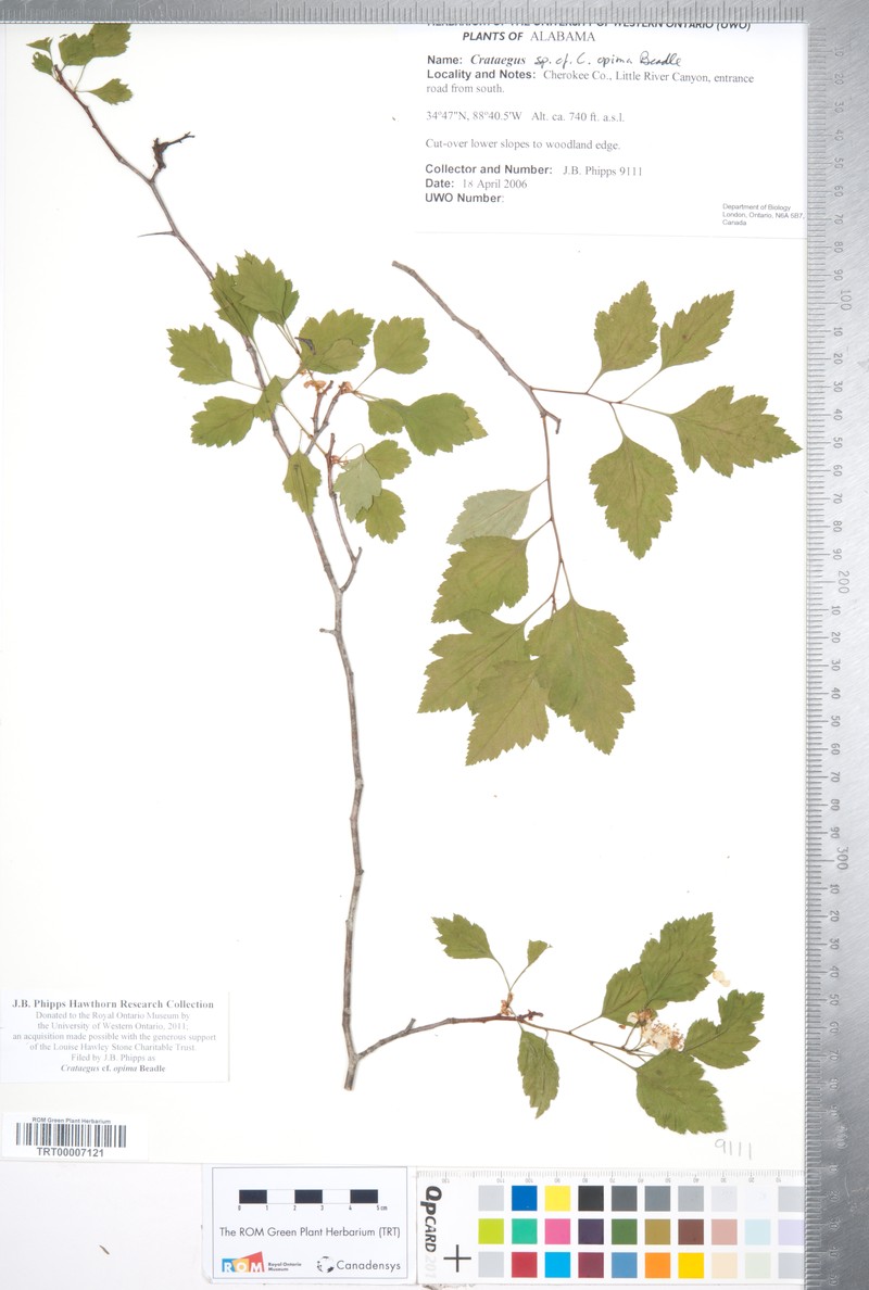Oldmaid Hawthorn