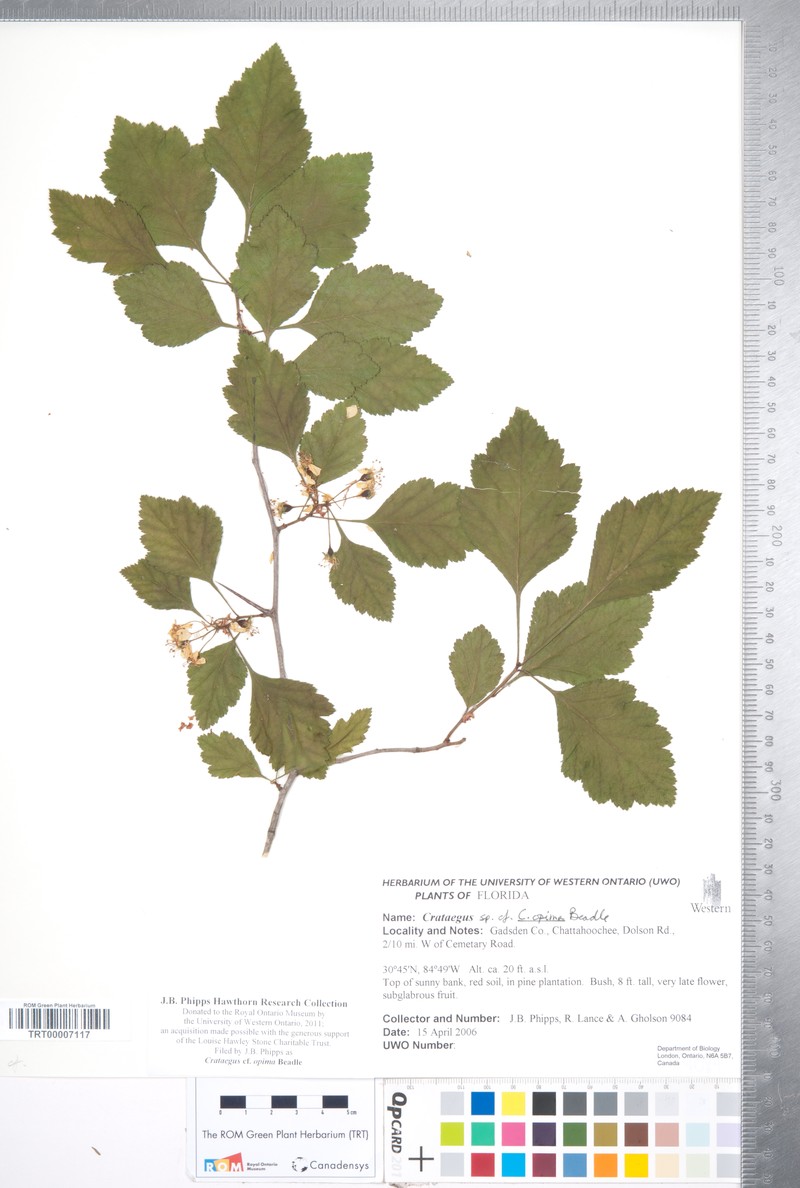 Oldmaid Hawthorn photo 2