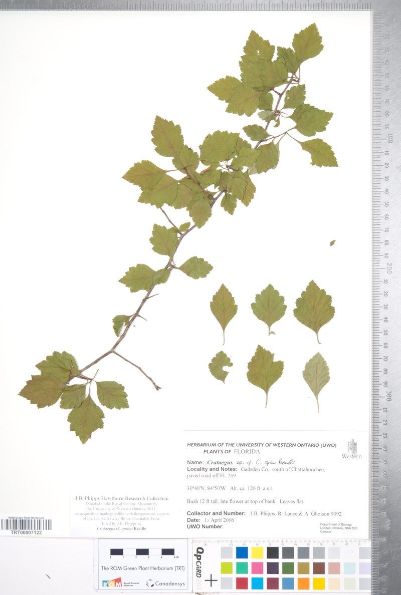 Oldmaid Hawthorn photo 3