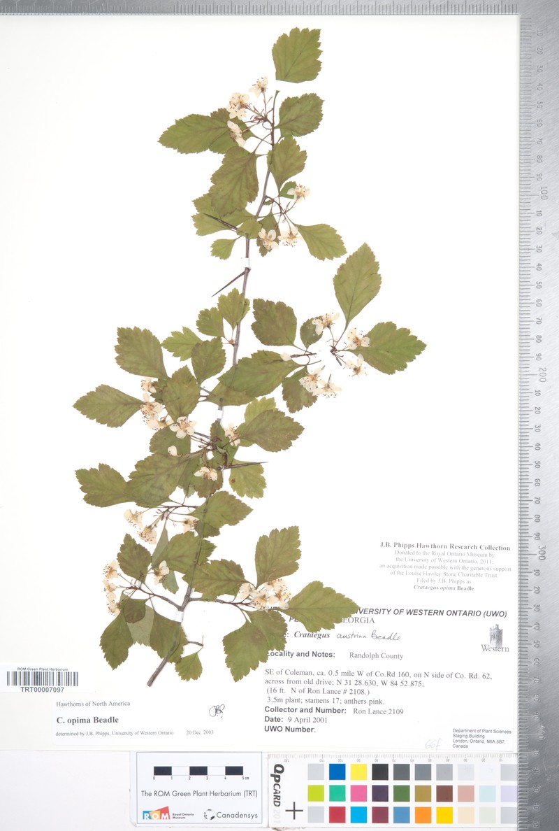 Oldmaid Hawthorn photo 4
