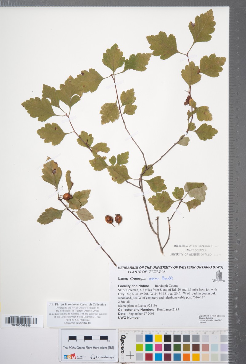 Oldmaid Hawthorn photo 5