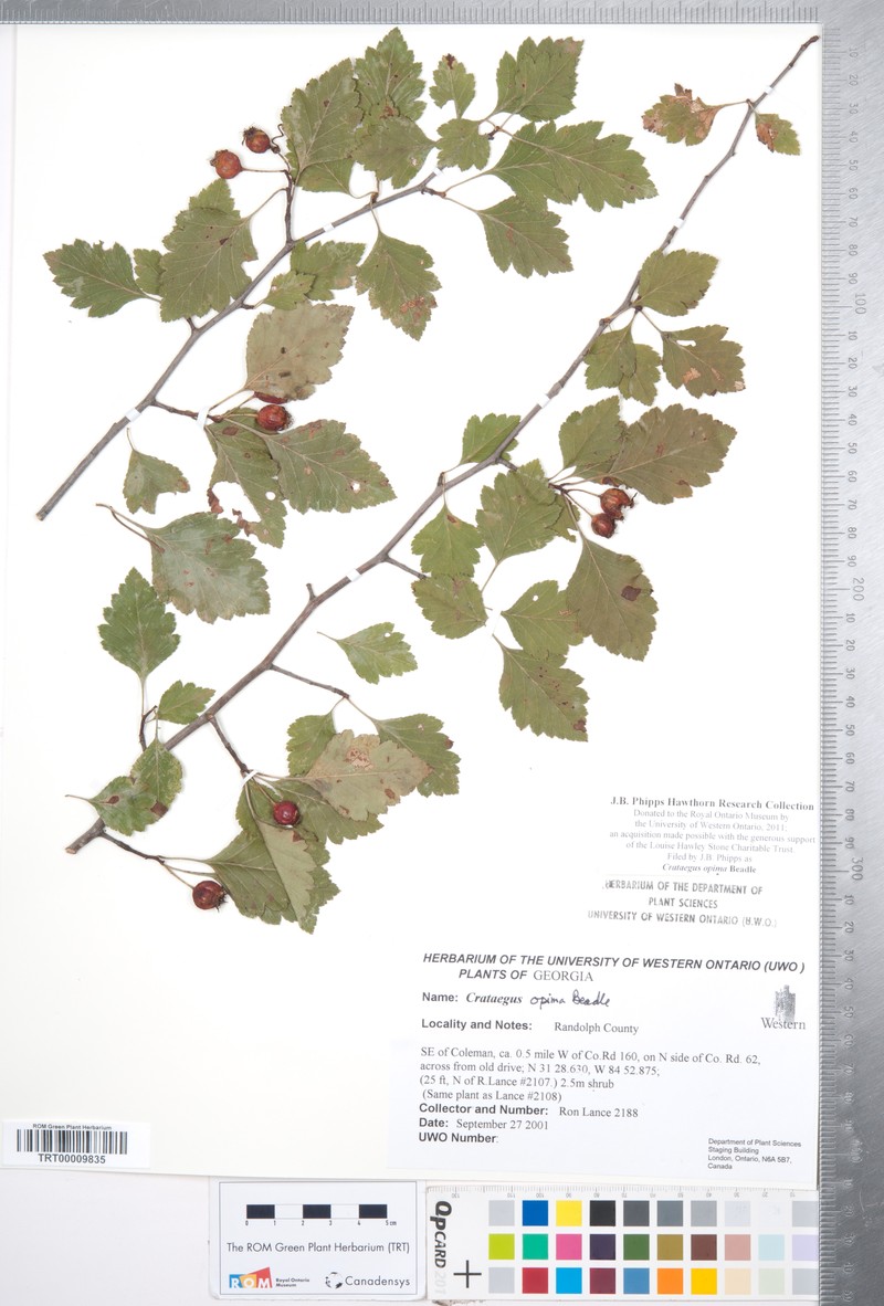 Oldmaid Hawthorn photo 6