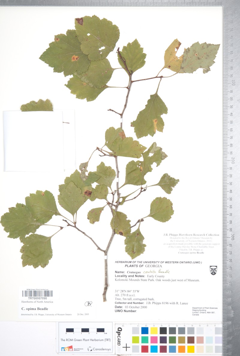 Oldmaid Hawthorn photo 7