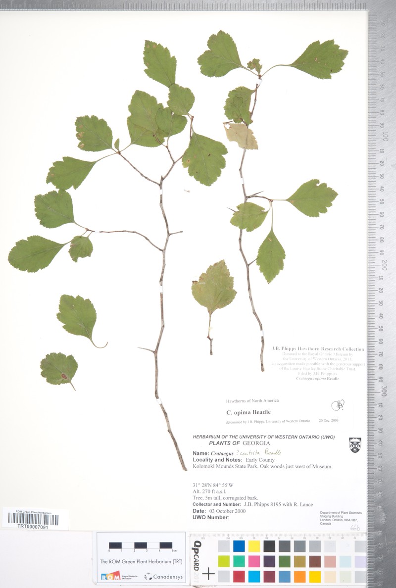 Oldmaid Hawthorn photo 8