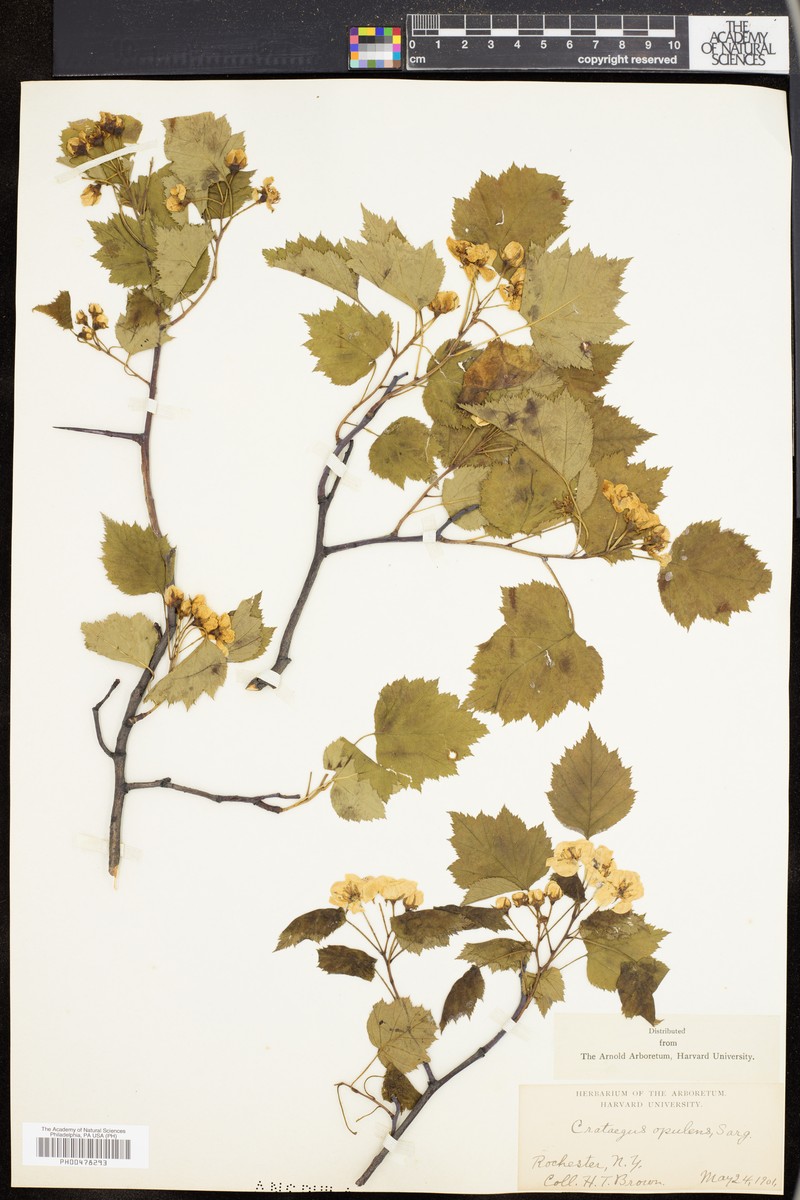 Rochester Hawthorn