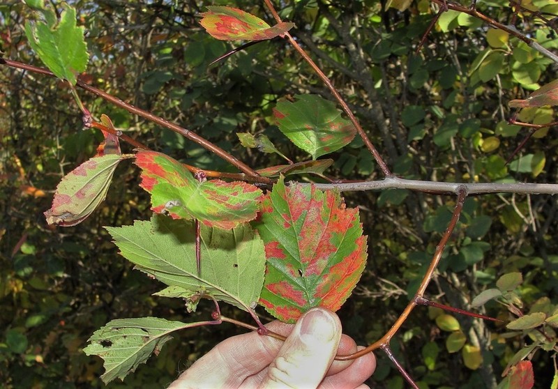 Hawthorn
