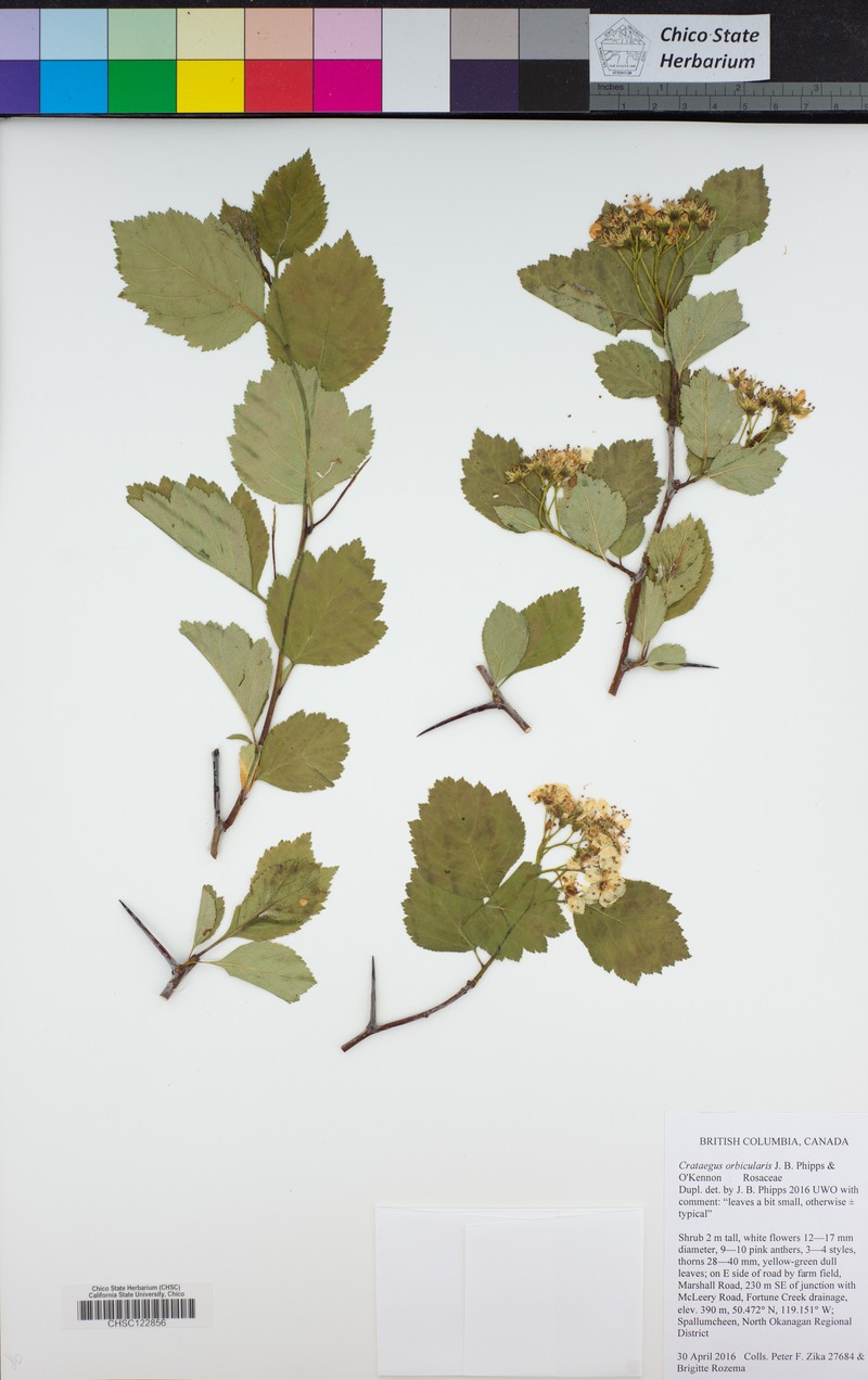 Hawthorn photo 3